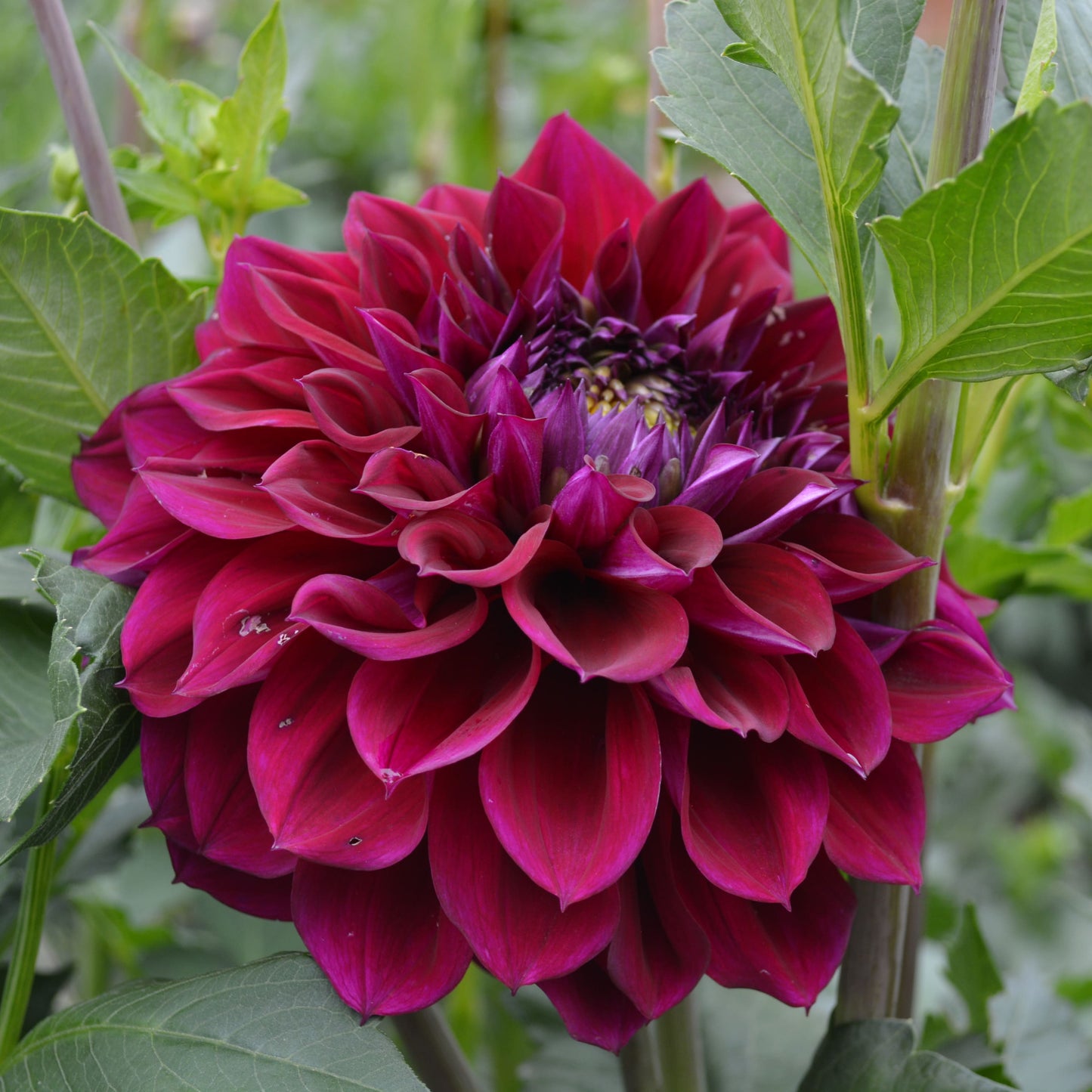 Dahlia Diva
