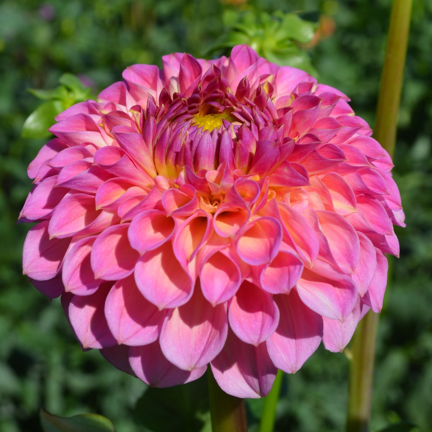 Dahlia Himalayan