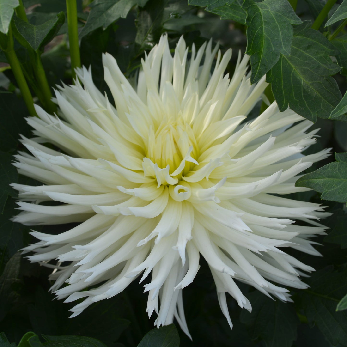 Dahlia Allen's Snowy Woods