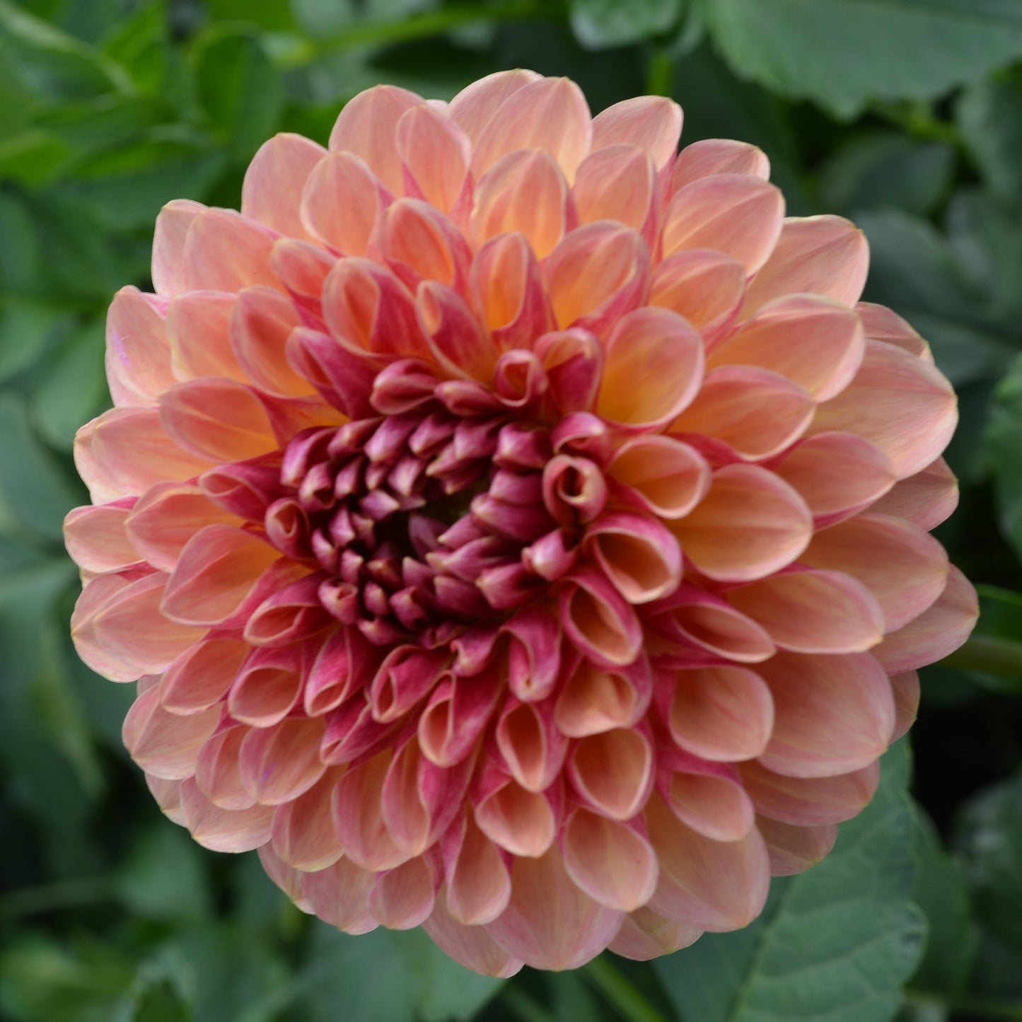 Dahlia Bounty