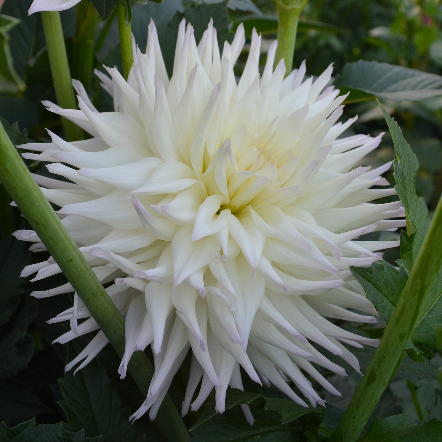 Dahlia GG's Sandra Lea
