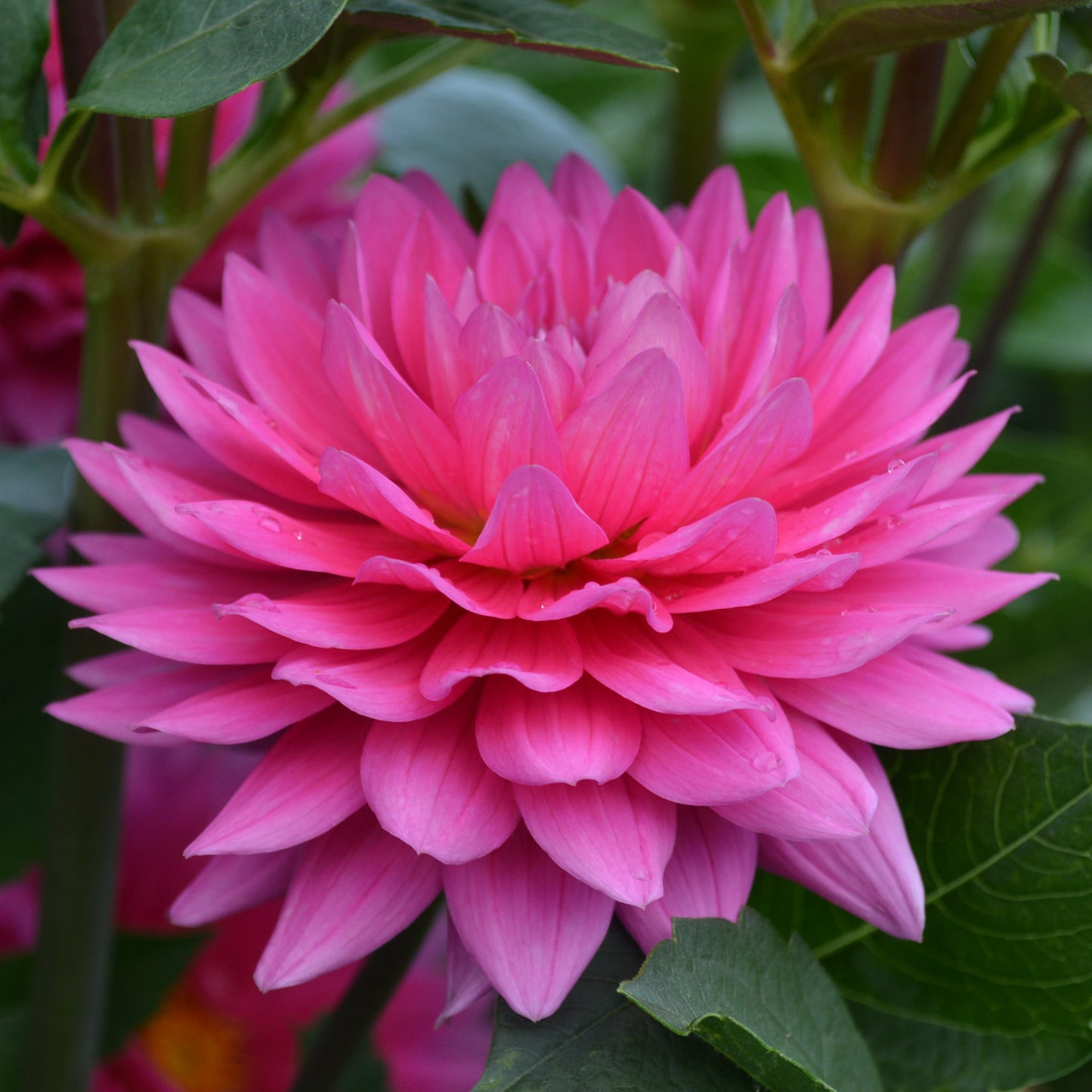 Dahlia Hollyhill Sweet 16