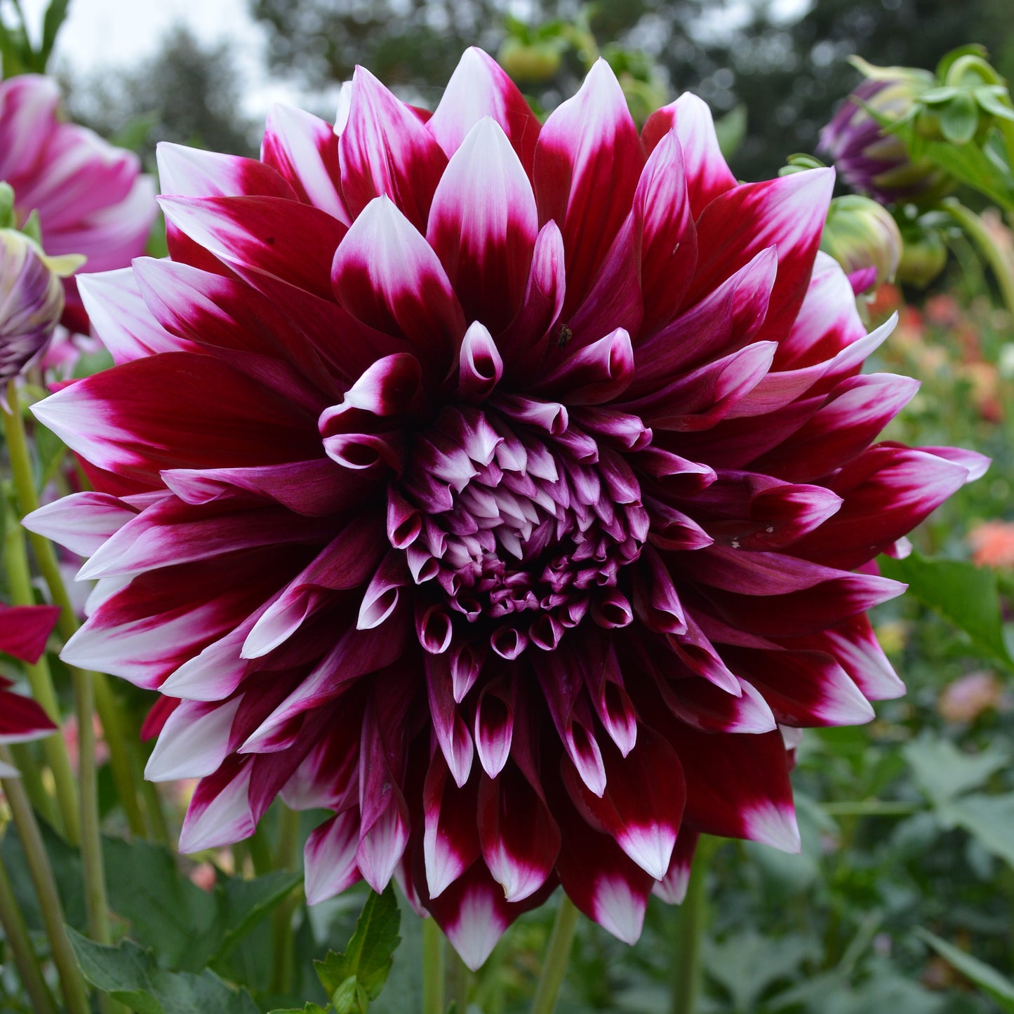 Dahlia AC Inara