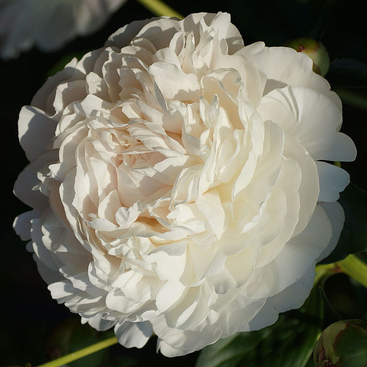 Peony Auten's White Hoodoo Flower Farm