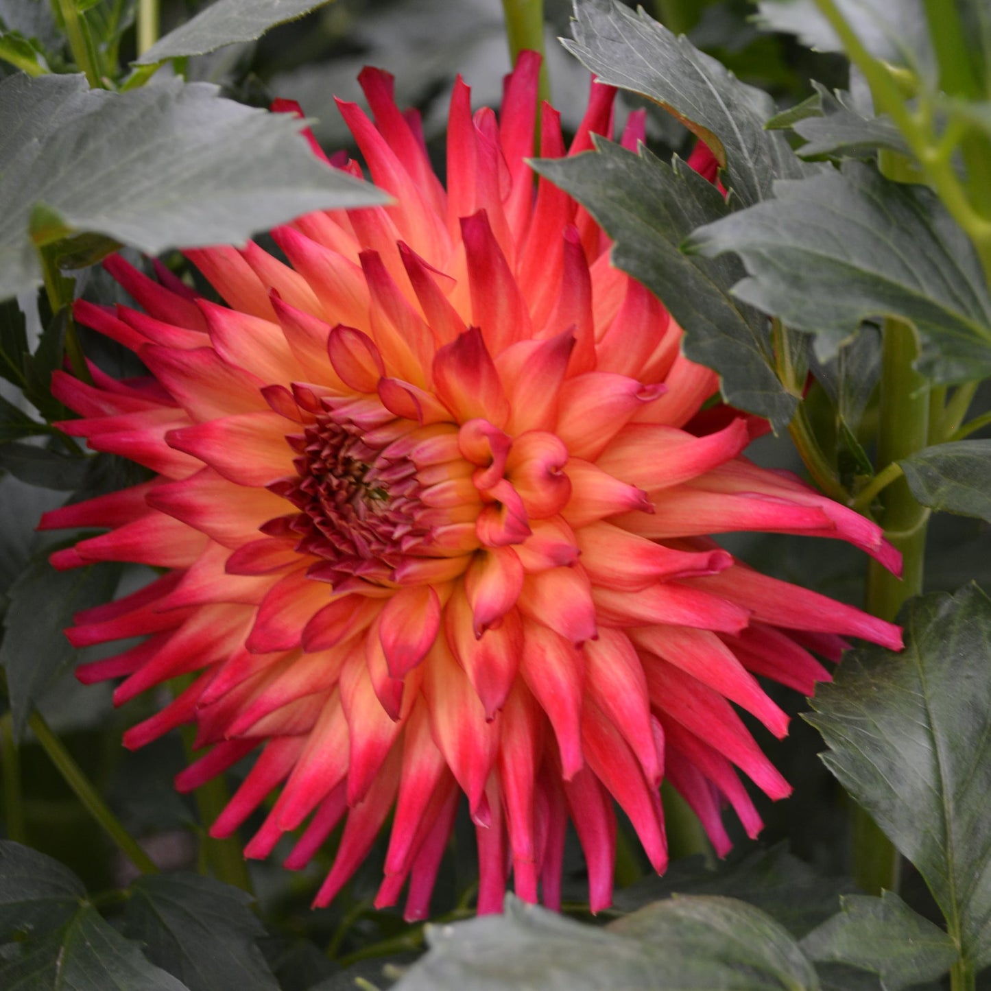 Dahlia Bloomquist Tropic