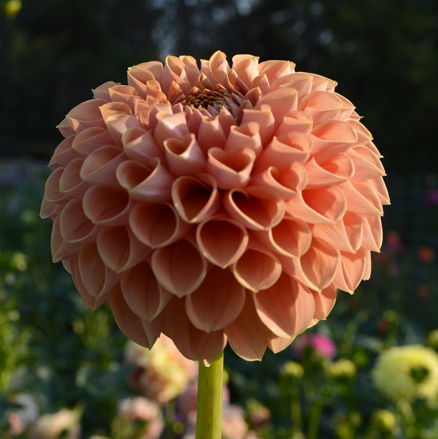 Dahlia Beehive