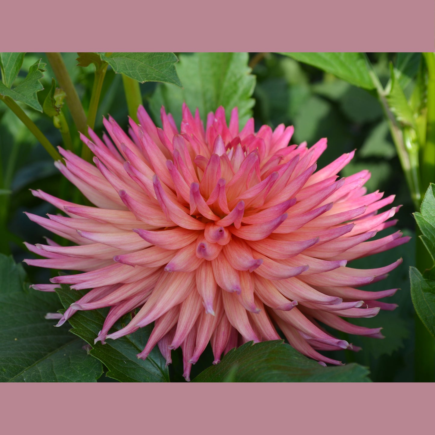 Dahlia Carmen Paschal