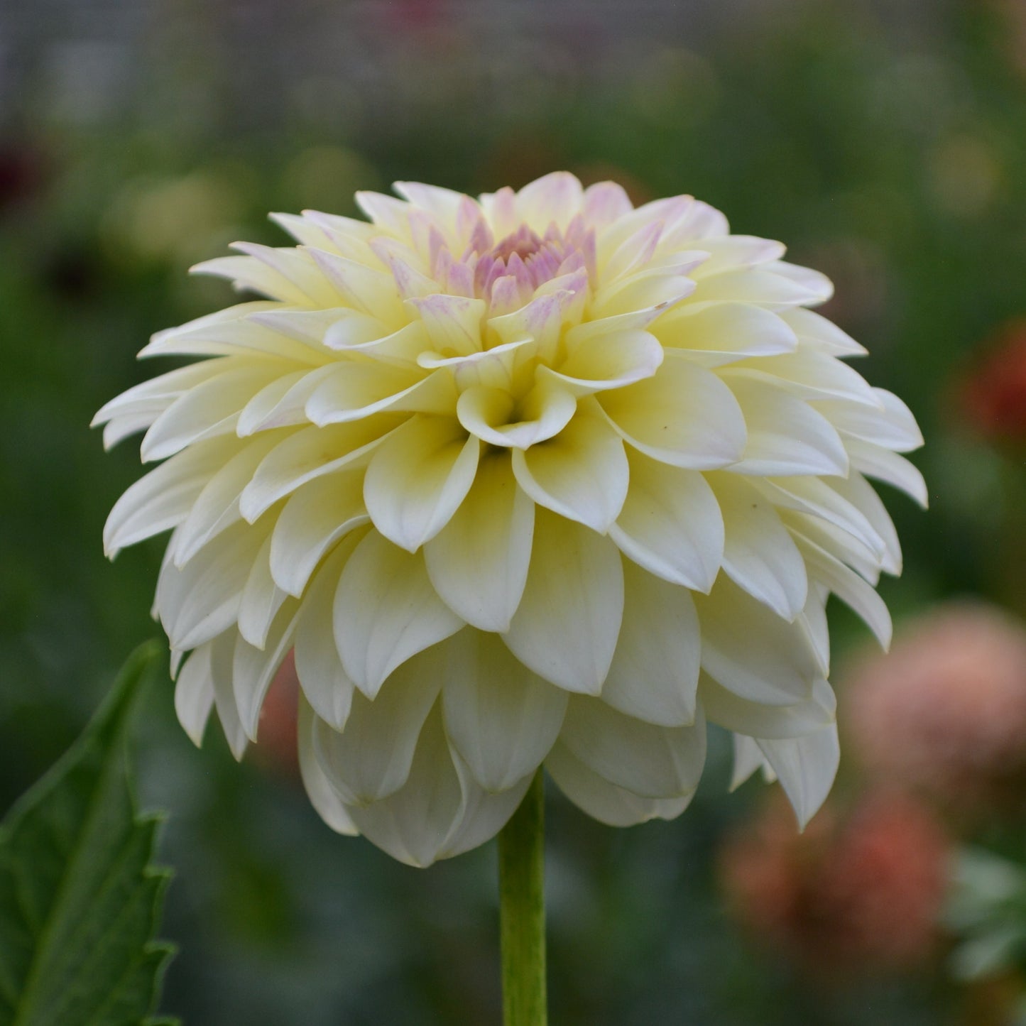 Dahlia Chi Ree Paige