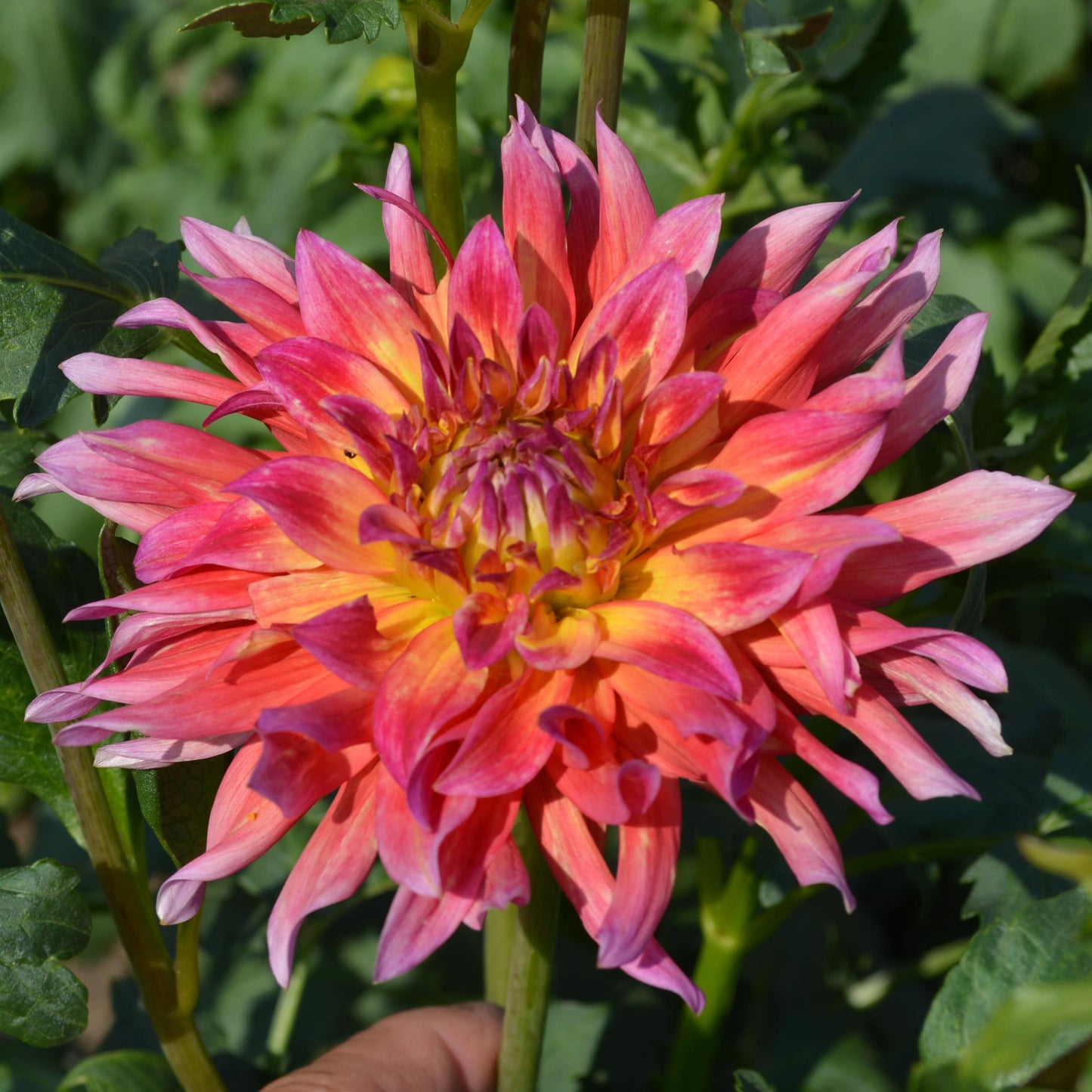 Dahlia Dragonberry