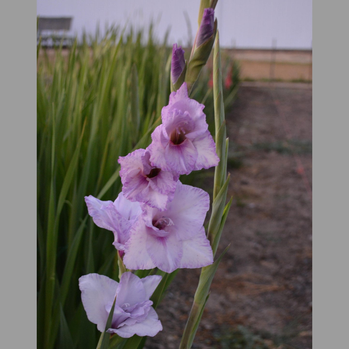 Gladiolus Blue Tropic