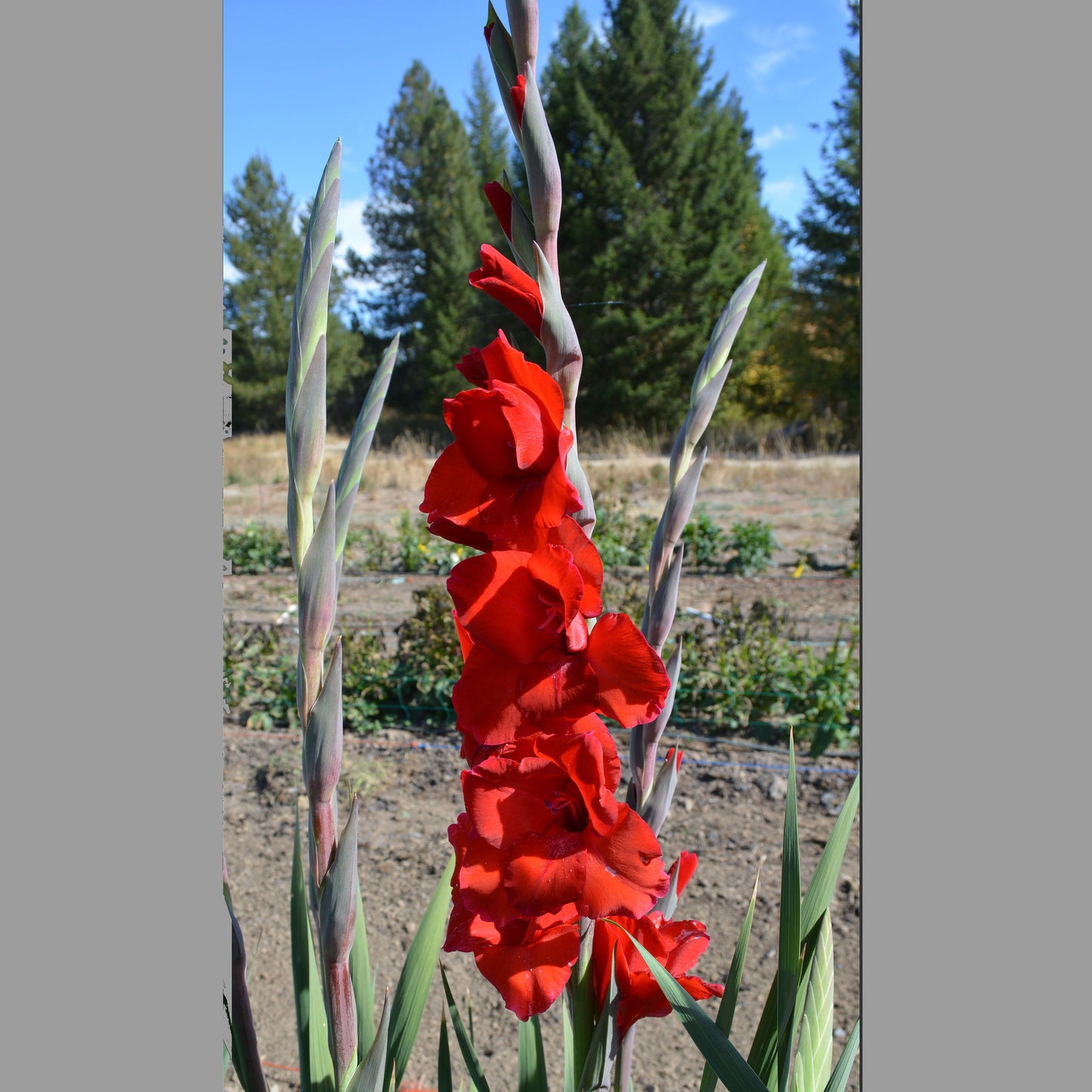 Gladiolus Roma