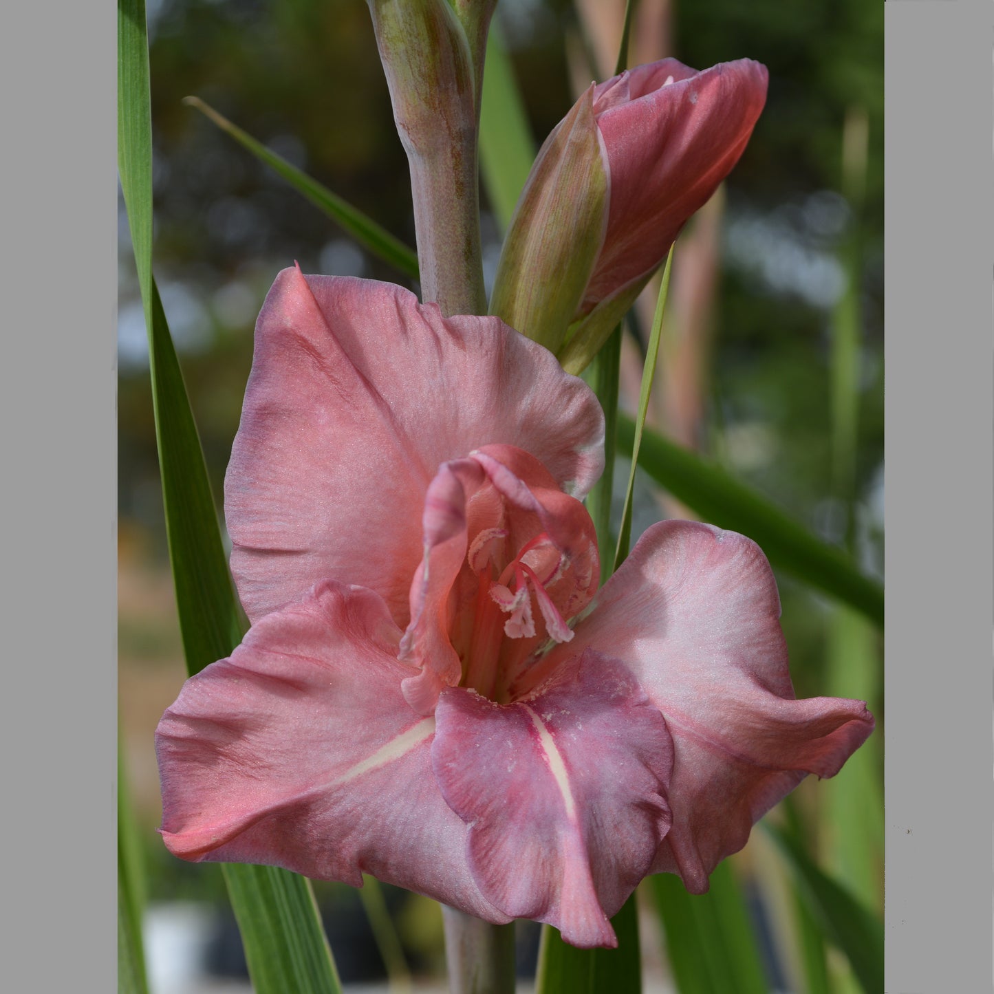 Gladiolus Rusty Chestnut