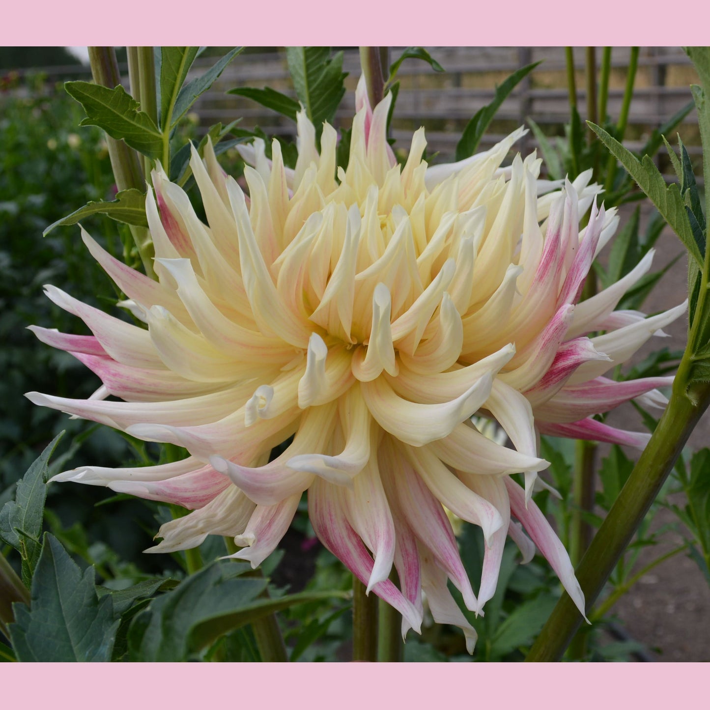 Dahlia Hollyhill Moonsong