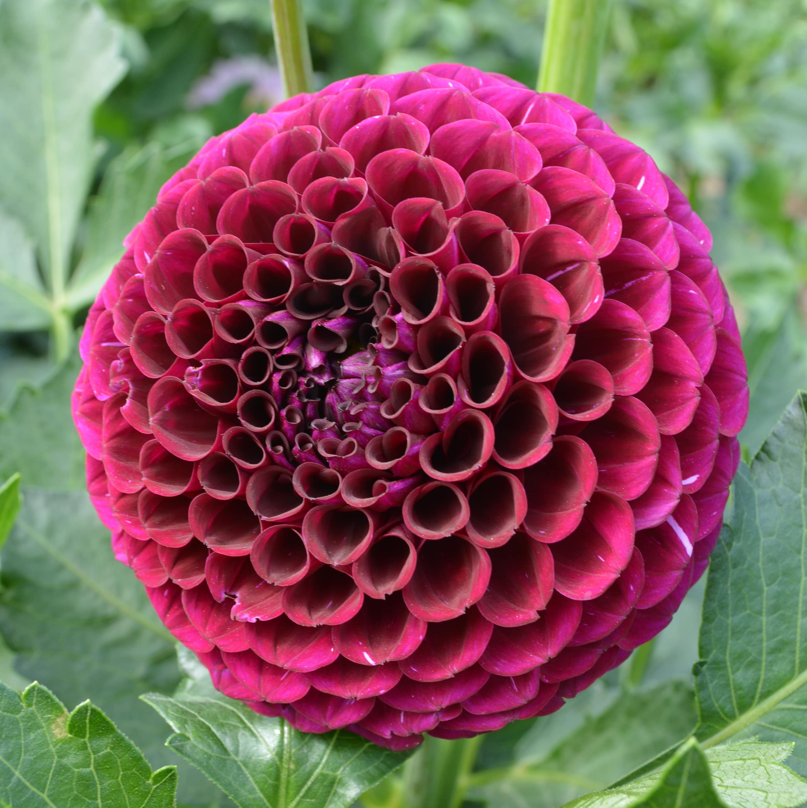 Dahlia Irish Blackberry – Hoodoo Flower Farm