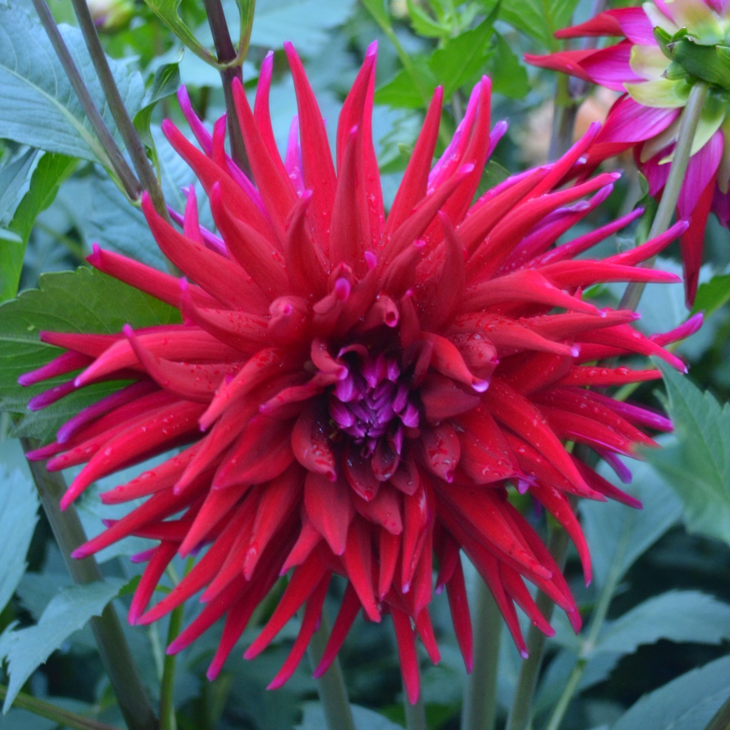 Dahlia Juanita