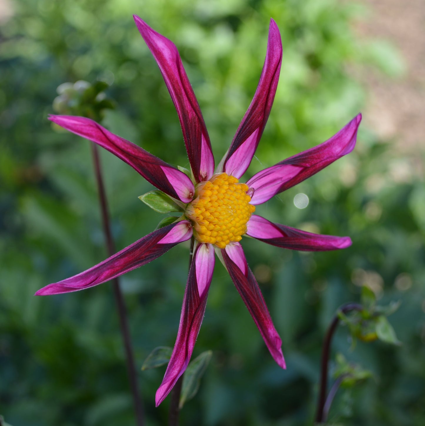 Dahlia Kelsey Betelgeuse