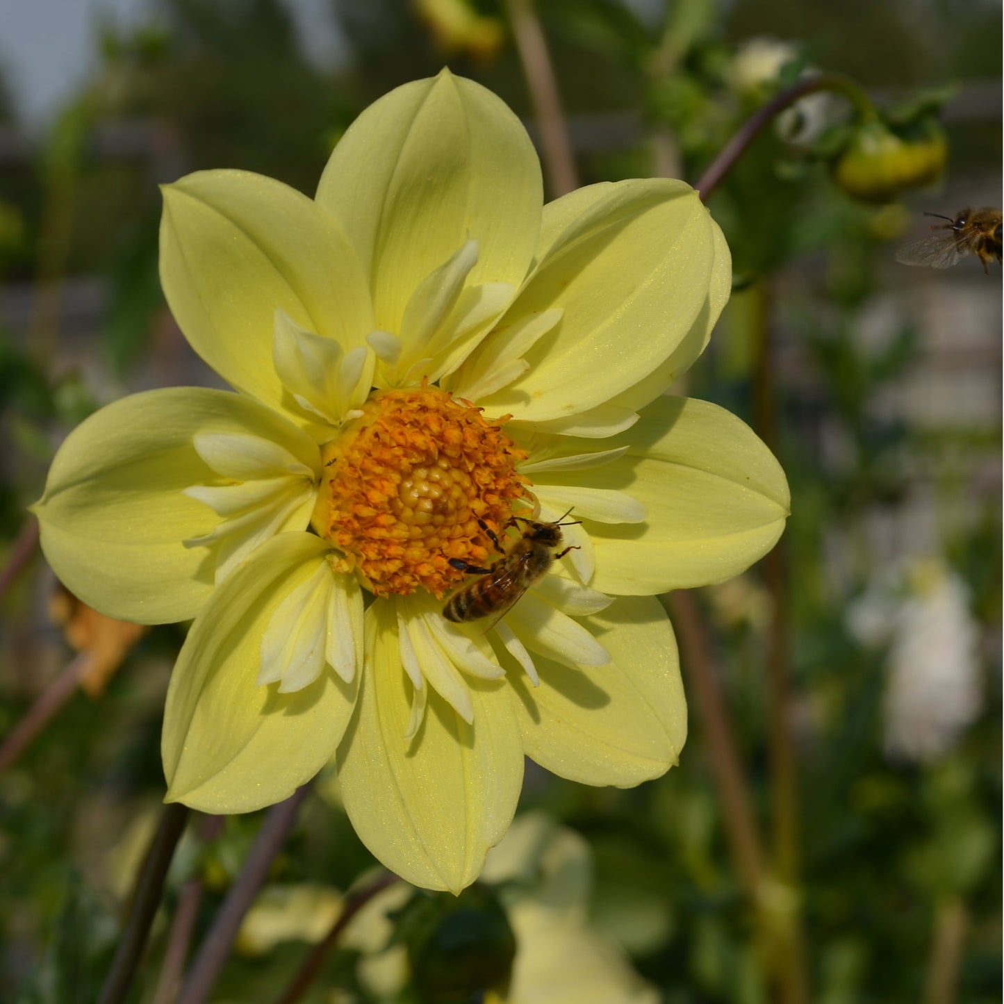 Dahlia Kelsey Sunshine