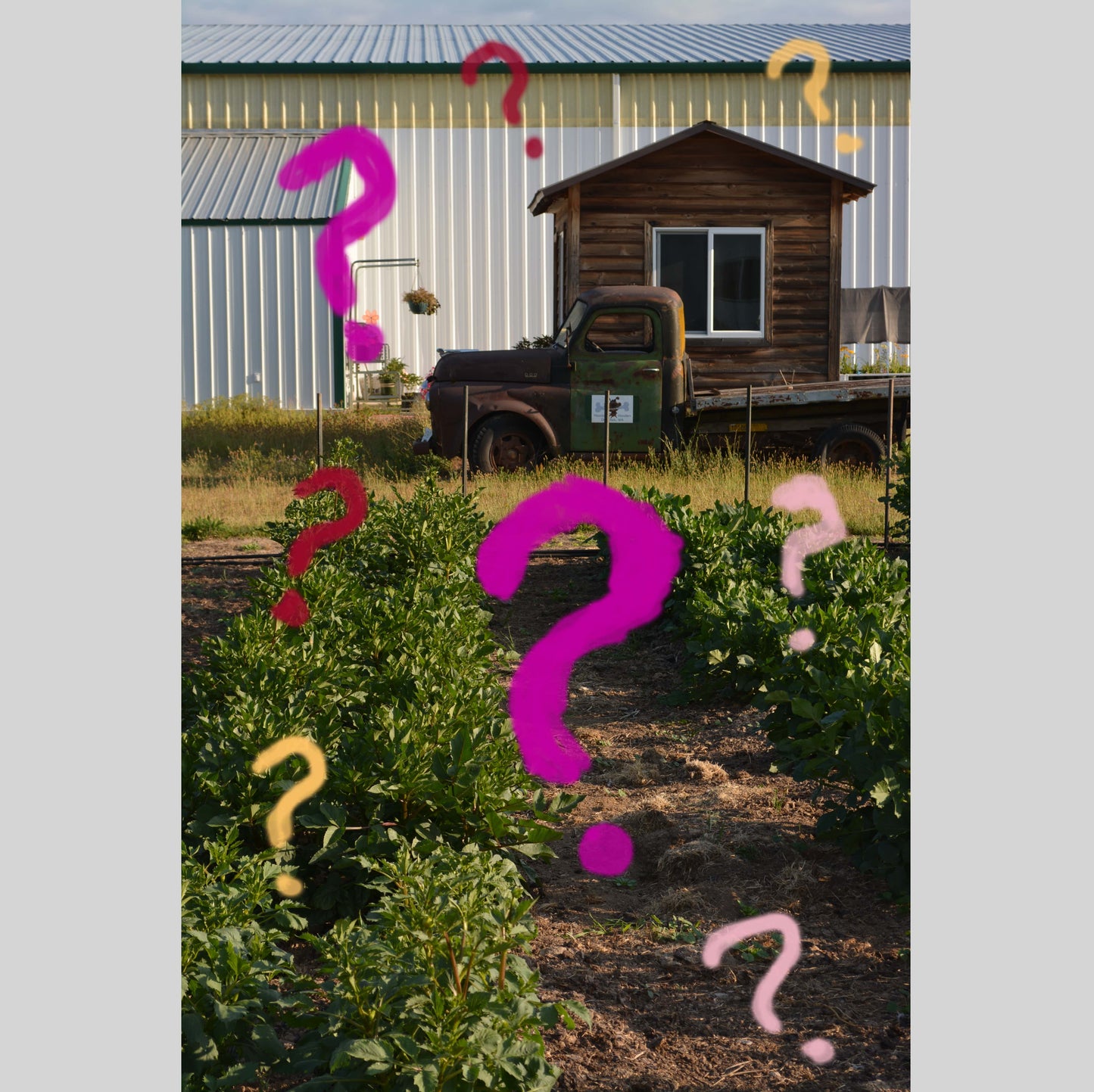 Dahlia Mystery Tubers!