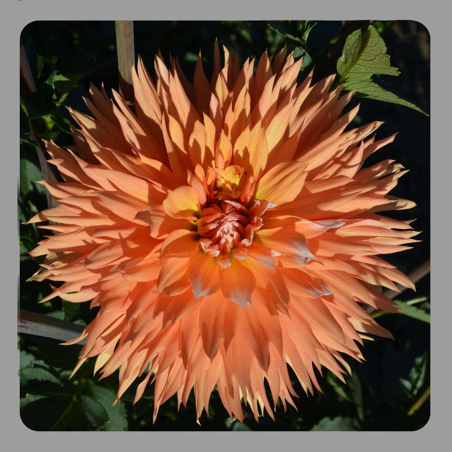 Dahlia Orange & Snow (Apelsini Sniega)