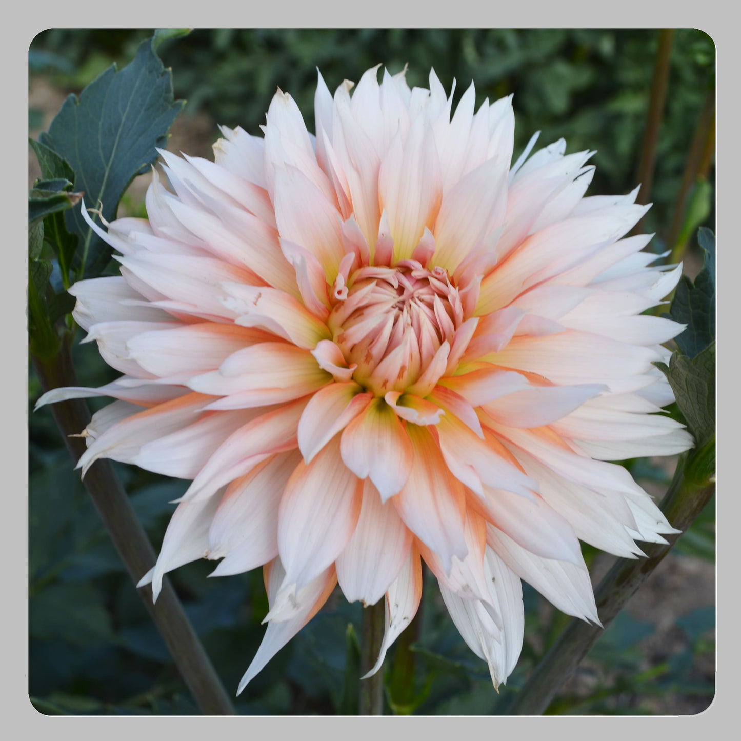 Dahlia Orange & Snow (Apelsini Sniega)