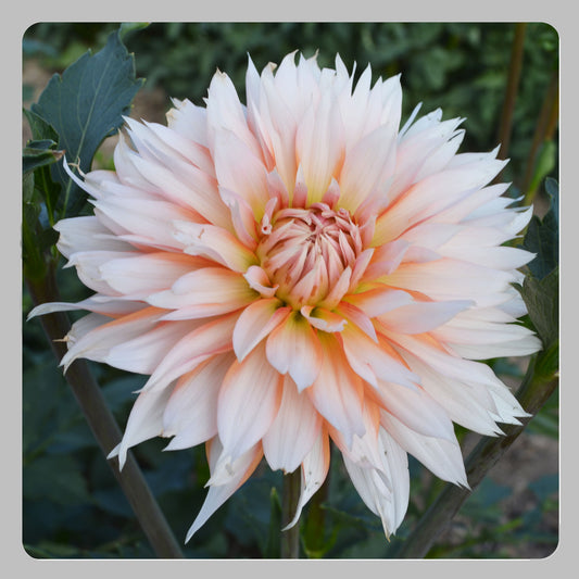 Dahlia Orange & Snow (Apelsini Sniega)