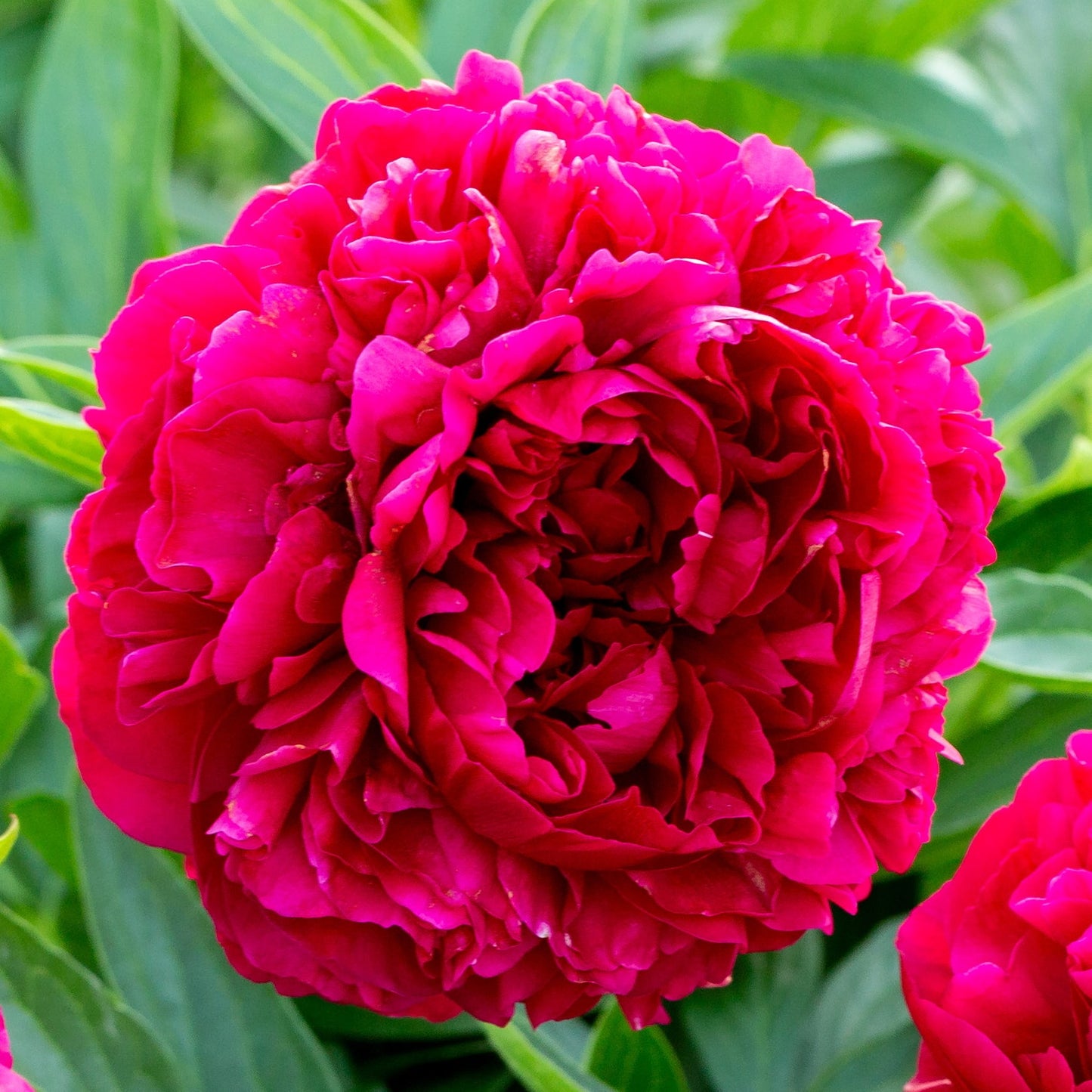 Peony Old Faithful