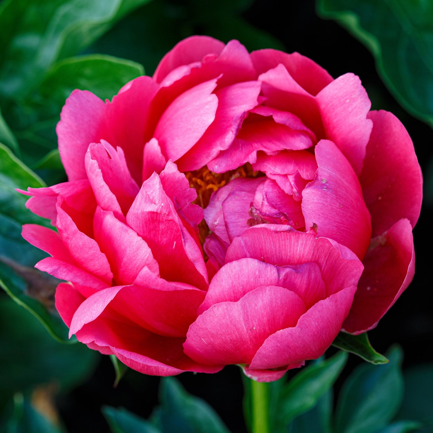 Peony Raspberry Charm