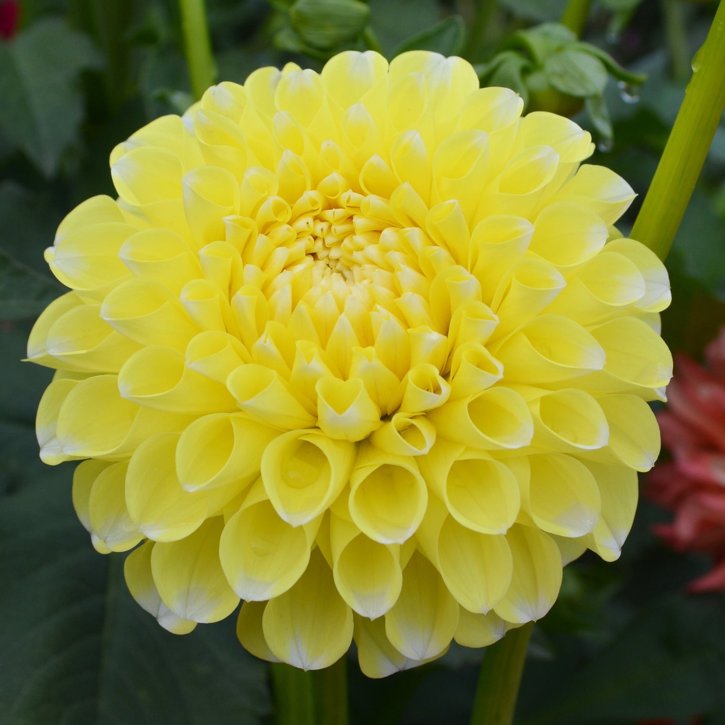 Dahlia River's Yellow Snow