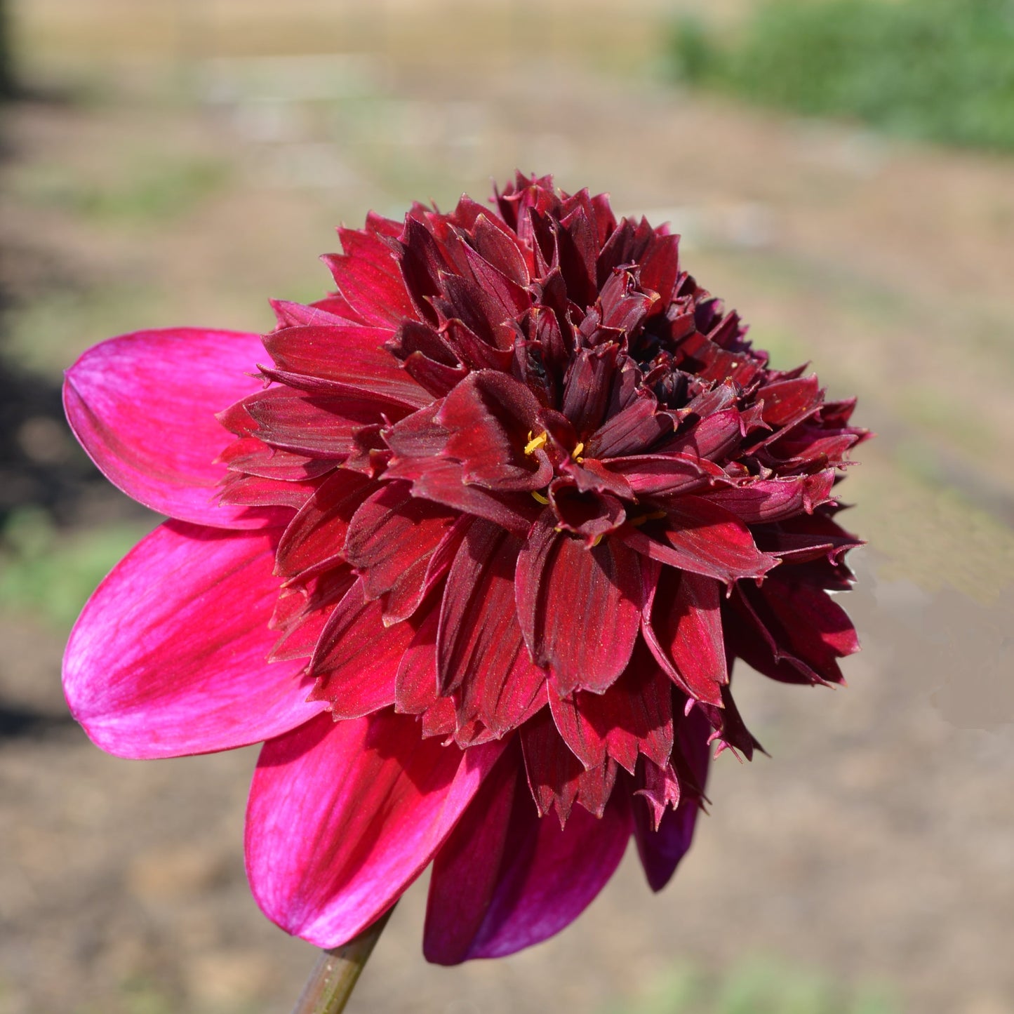 Dahlia Rock Star