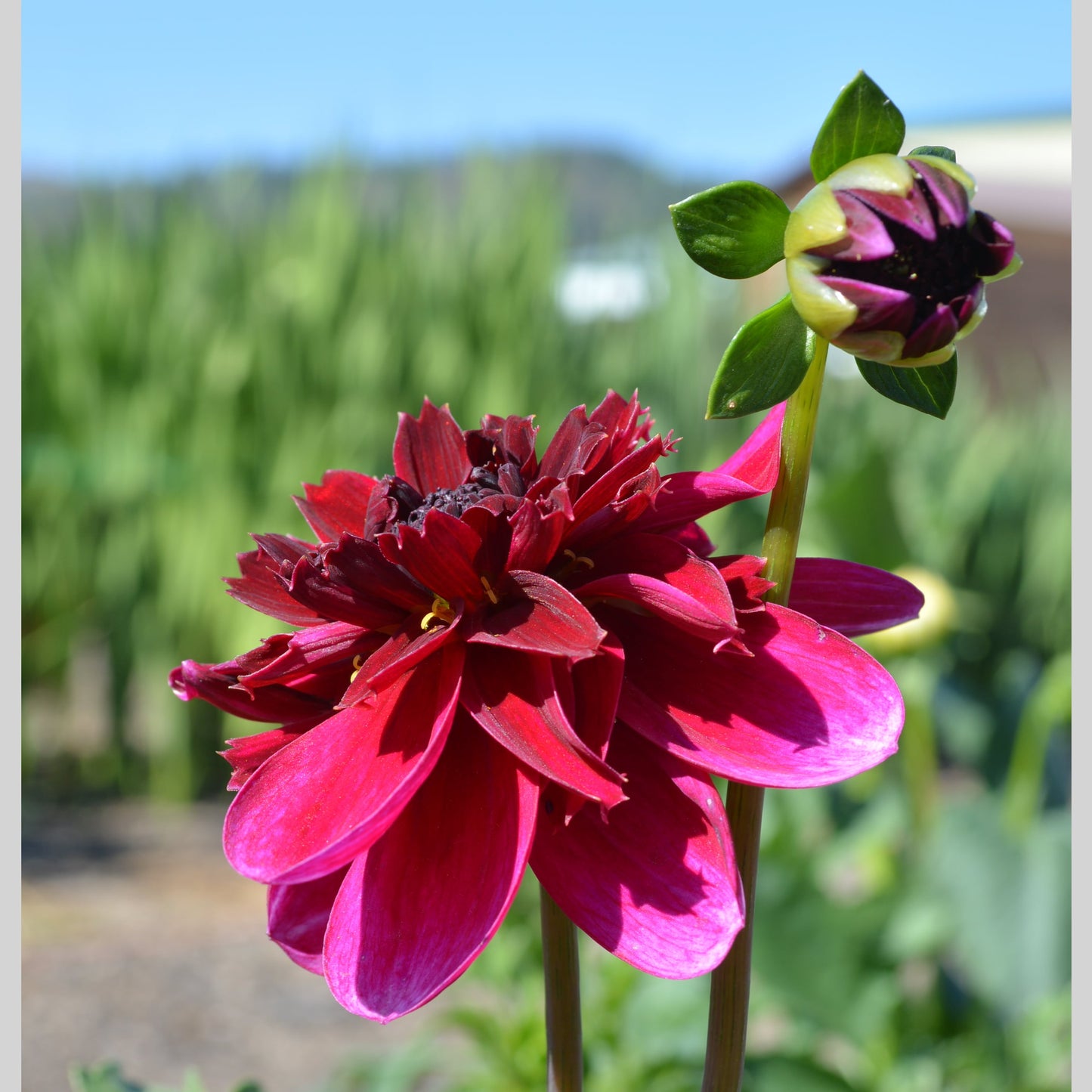 Dahlia Rock Star