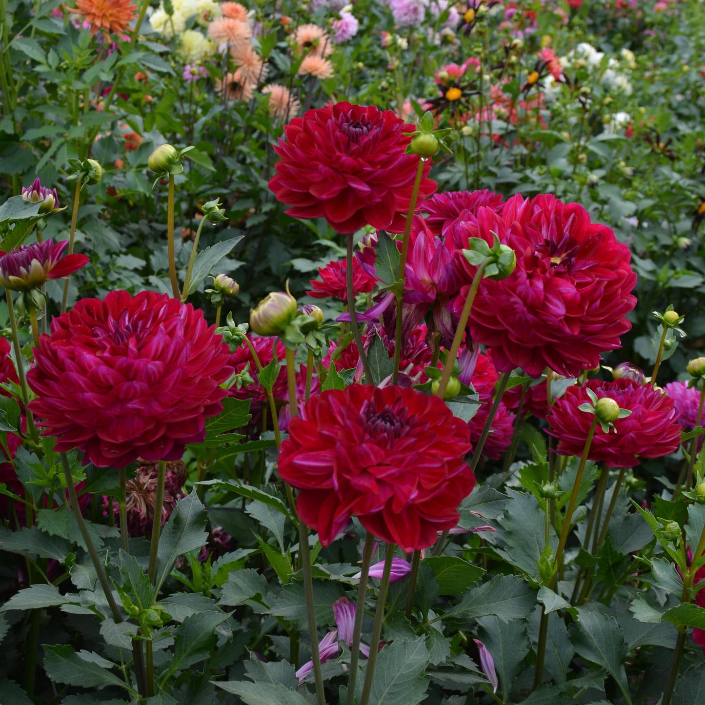 Dahlia Sandia Bertha