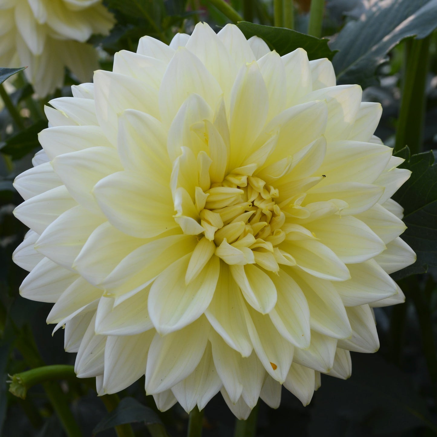 Dahlia Sandia Showboat
