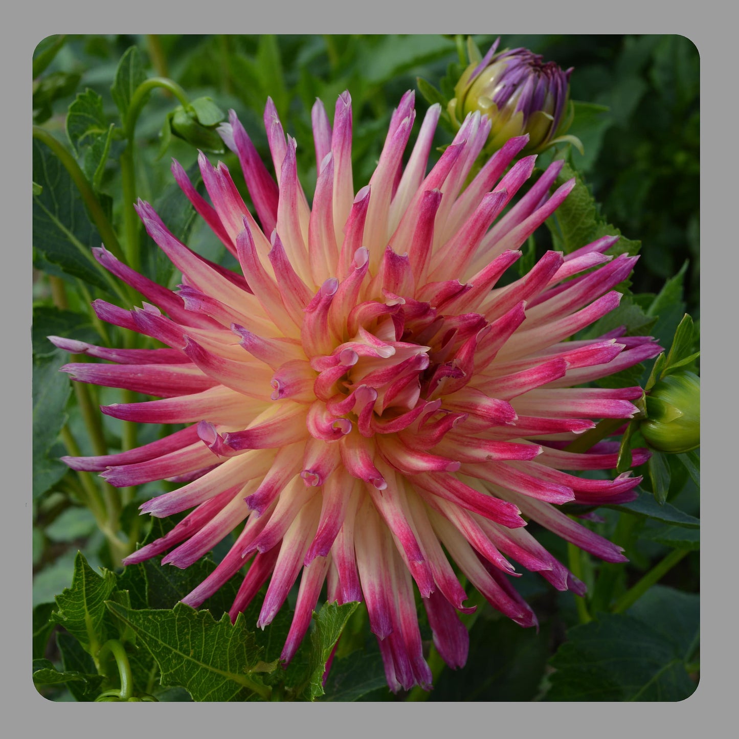 Dahlia Tahiti Sunrise