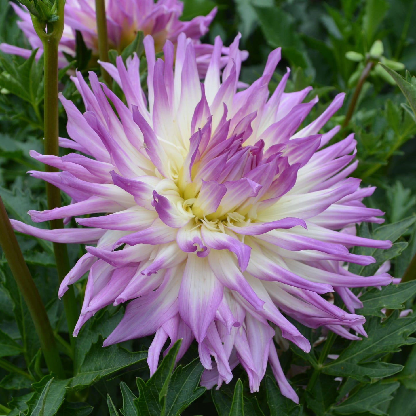 Dahlia Vanquisher