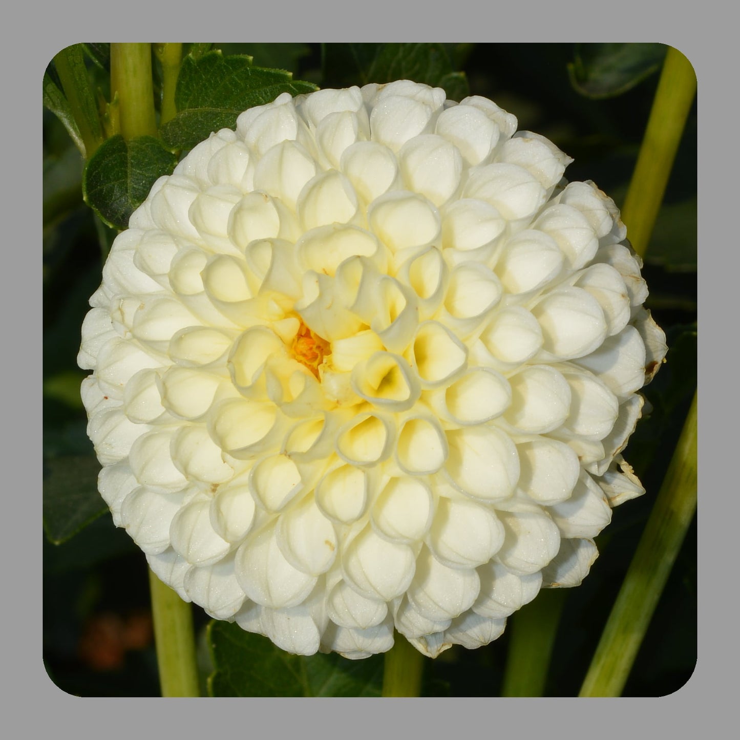 Dahlia White Aster