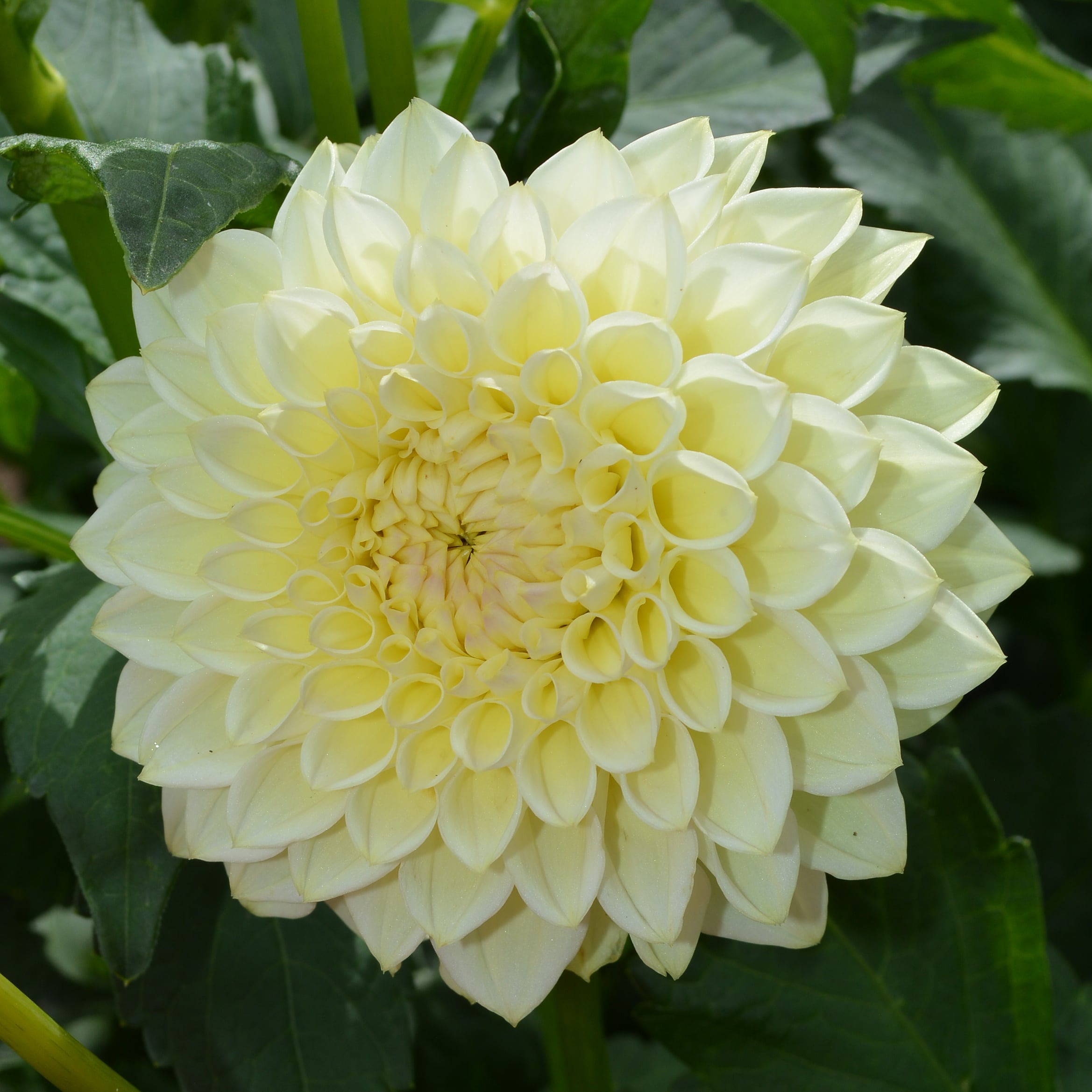 Dahlia Winholme Diane – Hoodoo Flower Farm