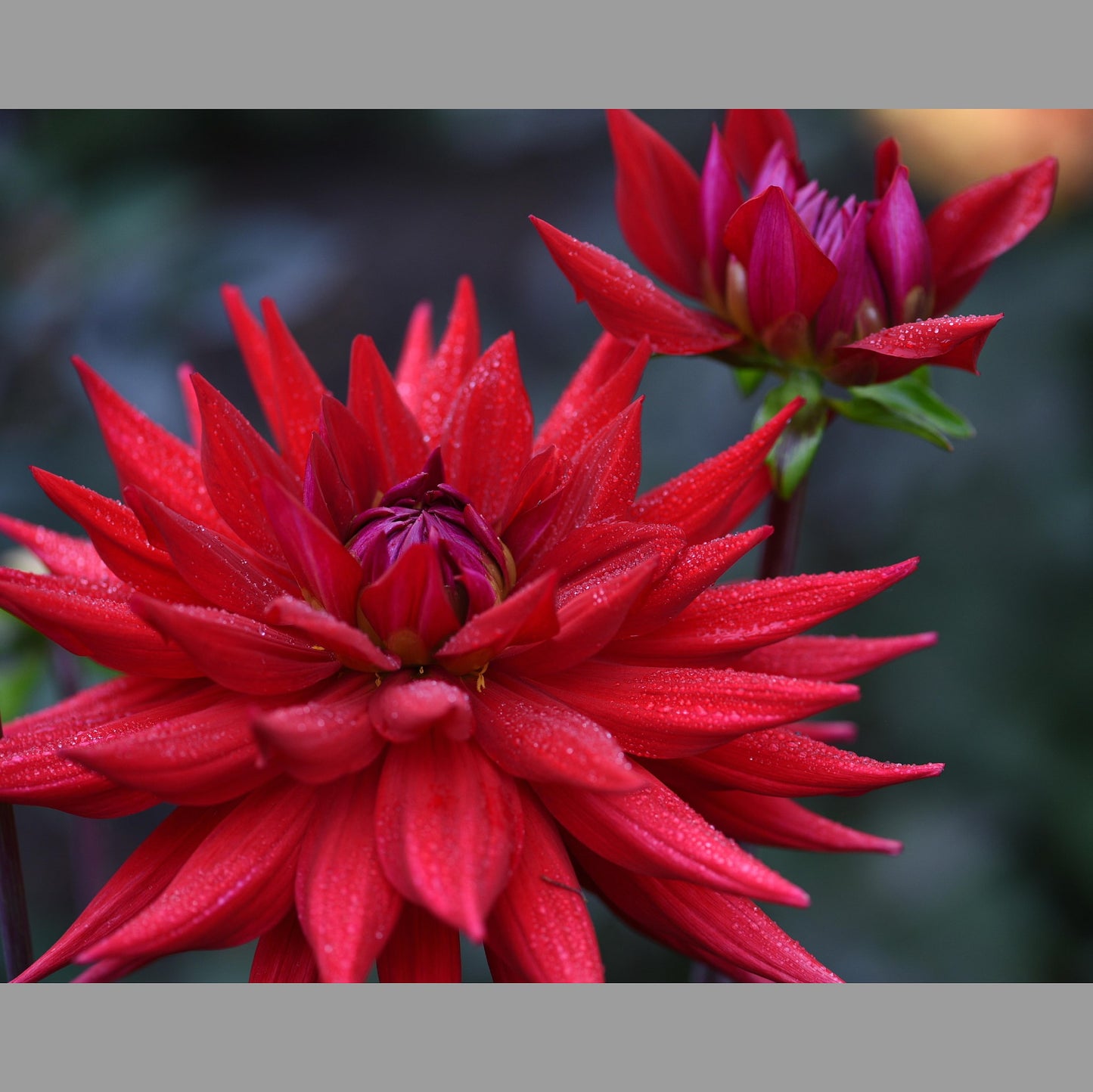 Dahlia Witteman's Best