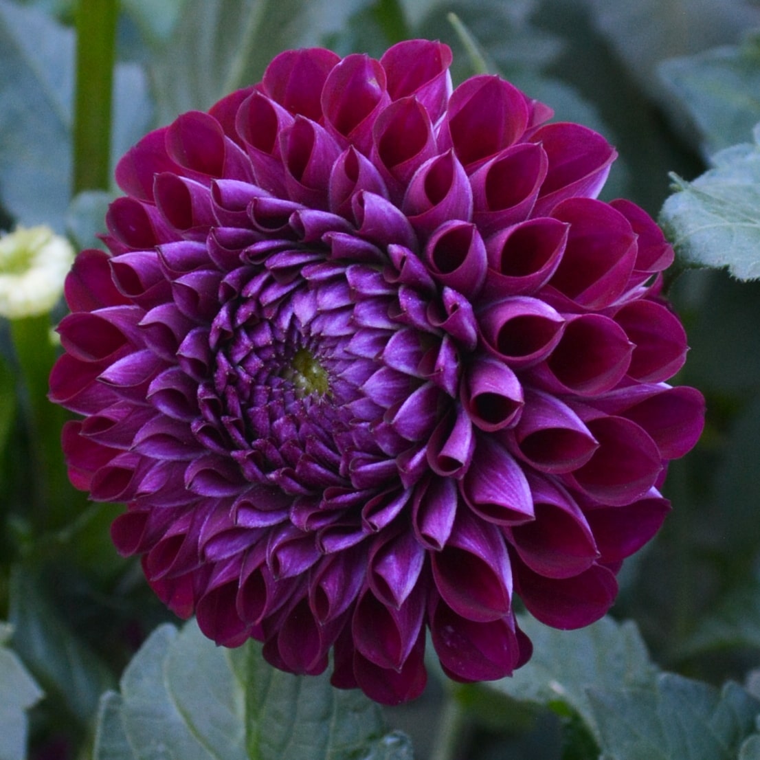 Dahlia Chimacum Troy