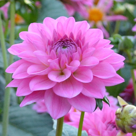 Dahlia FGL Guylaine B