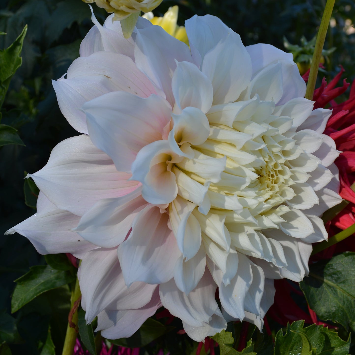 Dahlia Gitts Perfection