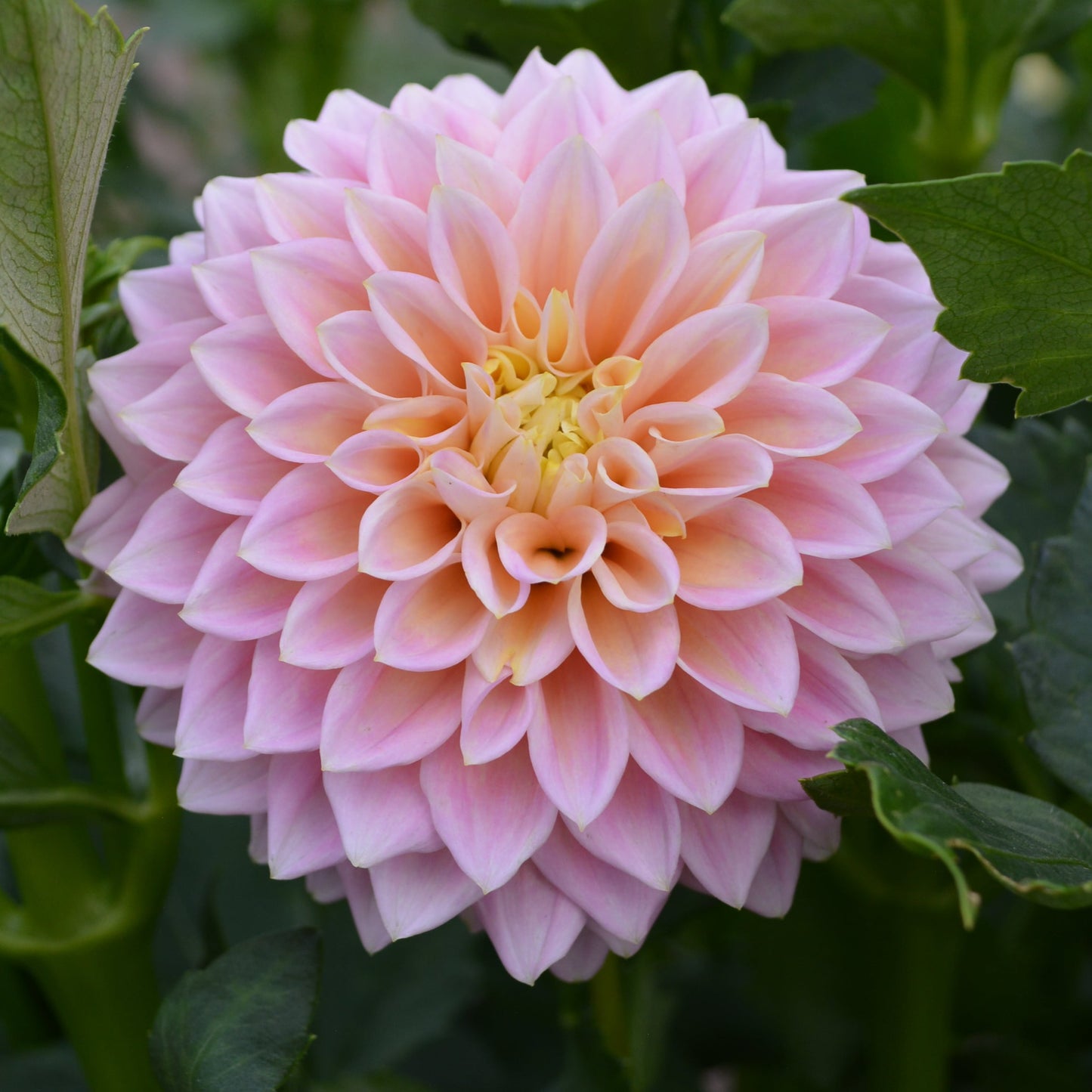 Dahlia Sugartown Sunrise