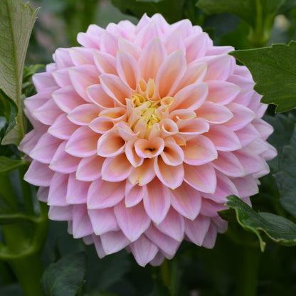 Dahlia Sugartown Sunrise