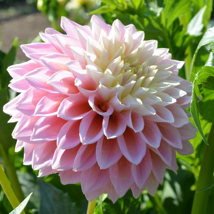 Dahlia Sugartown Sunrise