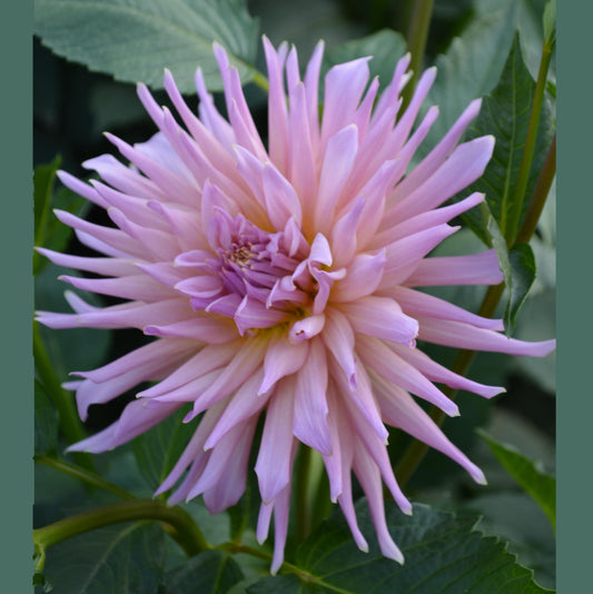Dahlia Wyn's Mauve Mist