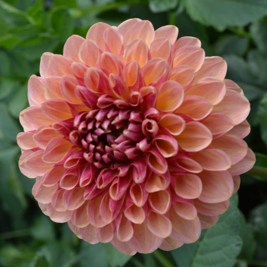 Dahlia Bounty
