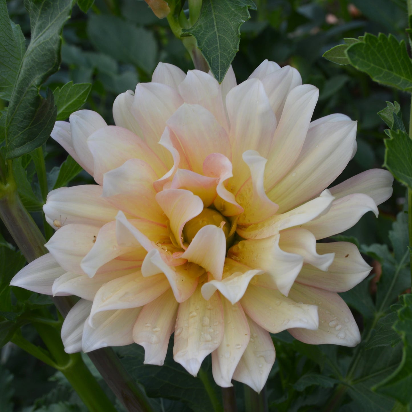 Dahlia Day Dreamer