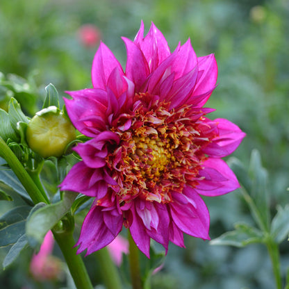 Dahlia HY Zizzle