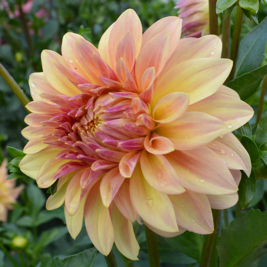 Dahlia Miss Amara