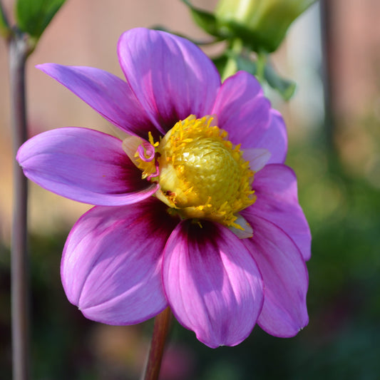 Dahlia RaeAnn's Alyxandria