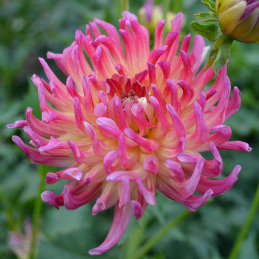 Dahlia River's Rainbow